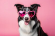 Lovely Border kollie in glasses in the shape of a heart on a pink background.