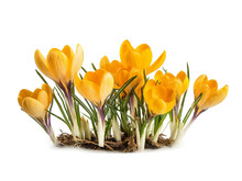 Yellow Crocus Flowers On White Background In The Spring