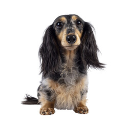 Wall Mural - Cute smooth longhaired Dachshund dog aka teckel, standing facing front. Looking up towards camera. Isolated cutout on a trabsparent background.