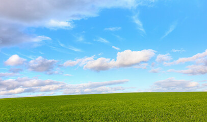 Poster - Green grass field with bright blue sky
