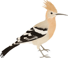 Poster - Hoopoes bird illustration created with Generative AI technology