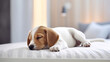 © standret - Puppy is sleeping on white mattress hotel room