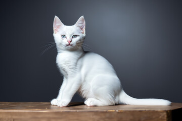 Wall Mural - beautiful cat. a white kitten with blue eyes sits on the table and looks towards the camera. pets concept