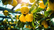 Ripe yellow lemons growing on tree in greenhouse. Generative AI