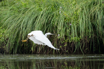 Wall Mural - A little egret on a sunny day in summer