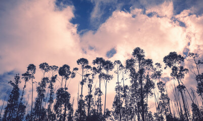 Wall Mural - Silhouette of Young eucalyptus trees against dramatic sunset sky.