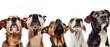 Group of Dogs Looking Up, White Background, Banner