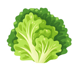 Wall Mural - lettuce, cabbage, vegetable, food, illustration, vector, dicut, PNG file, isolated background.