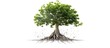 3D illustration of tree with roots isolated white background