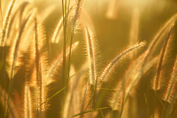 Wall Mural - reeds grass flower