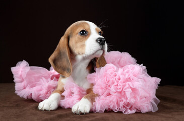 Wall Mural - Cute funny beagle puppy in a pink skirt