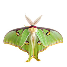 Luna Moth Isolated On Transparent Background.