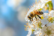 Bienenaktivität im Frühling: Eine Biene sammelt Nektar an einer zarten Sommerblüte