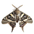 Morgan's Sphinx Moth Isolated on transparent background.