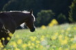 Pferdefreiheit. Schönes goldenes Pferd frei auf der Blumenwiese im Gegenlicht