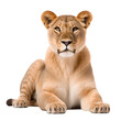 Portrait of a lioness sitting, isolated on transparent background