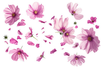 Wall Mural - cosmos petals flew isolated on white background