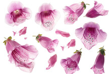 Flower Foxglove Petals Flew Isolated On White Background