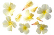 primrose petals flew isolated on white background