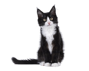 Poster - Cute black with white tuxedo Maine Coon cat kitten with naughty expression, sitting up facing front. Looking towards camera. Isolated cutout on a transparent background.
