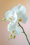 Fototapeta Storczyk - White Orchid flower soft elegant vertical background, card template