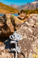 Wall Mural - Details of a stone rose at Lake Seeles, Kaunertal Glacier Road, Landeck, Tyrol, Austria