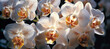 white orchids in sunlight with backlight