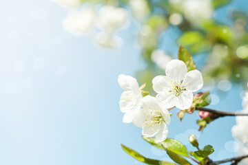 Wall Mural - Blooming white apple or cherry blossom on background of blue sky. Happy Passover background. Spring Easter background. World environment day. Easter, Birthday, womens day holiday. Top view. Mock up.