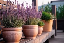 Pots Of Lavender On The Terrace Background Illustration.