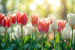 Red and white tulips in pastel coral tints at blurry background, closeup. Fresh spring flowers in the garden with soft sunlight for your horizontal floral poster, wallpaper or holidays card.