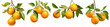 Set of branches with ripe, delicious oranges, cut out