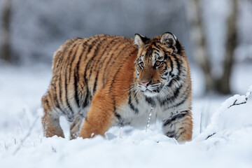 Wall Mural - Siberian tiger (Panthera tigris tigris) in the deep snow