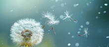 A White Tuft Of Hairs On Dandelion, Blown By Wind, Carrying Seeds Away.