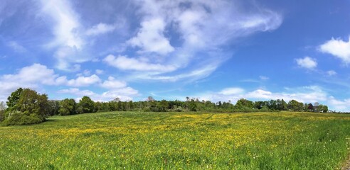 Canvas Print - Loewenzahnwiese bei Berzhahn im Westerwald