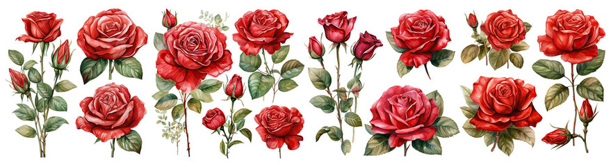 Wall Mural - Set of Rose flower decor Red color ,Watercolor, PNG element hand drawn flowers , Botanic cut out transparent isolated on white background ,PNG file ,artwork graphic design illustration.