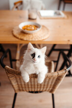 From Above Curious White Cat With Blue Eyes Looking Upwards At A Bowl Of Soup On A Table