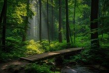 "Towering Trees In Old Forest With Sunlight, Wooden Footbridge Crossing Stream"