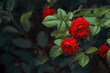 Red Roses Flowers blooming in Fantasy magical enchanted garden, fairytale floral grove on mysterious natural background, dark mystical nature.