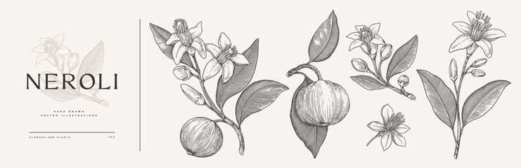 set of flowers, buds and leaves of fragrant neroli. beautiful tropical plant in engraving style. bot