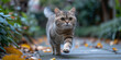 Schottische Faltkatzen laufen durch die Straßen