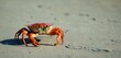  a close up of a crab on a beach with footprints in the sand and one of the crabs is facing the camera and the other crab is facing the camera.