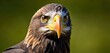  a close up of a bird of prey looking at the camera with a blurry background of the head and shoulders of a bird of prey looking at the viewer.
