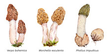 Watercolor Set Of Mushrooms: Verpa Bohemica, Morchella Esculenta, Phallus Impudicus, Hand Drawn Mushroom Illustration Isolated On White Background.