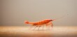  a close up of a shrimp on a wooden surface with a blurry back ground in the background and a light colored back ground in the middle of the background.