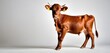  a brown cow standing in front of a white background with a yellow ear tag on it's ear and a yellow ear tag on it's side of it's ear.