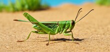  A Close Up Of A Grasshopper On A Sandy Surface With A Blue Sky In The Background And Grass In The Foreground, And A Small Amount Of Sand In The Foreground.