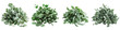 Eucalyptus  Herbs Pile Of Heap Of Piled Up Together Hyperrealistic Highly Detailed Isolated On Transparent Background Png File