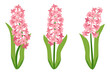 Hyacinth flowers. Set pink hyacinth flowers. isolated on a white background. Vector illustration
