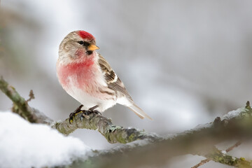 Poster - Common Redpoll