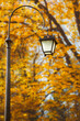 Vintage lantern in autumn park